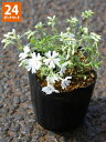【24ポットセット】芝桜 さわやかな白「ホワイトデイライト」 ポット直径9cm