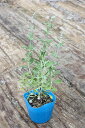 (観葉植物)ハーブ苗 セージ(品種おまかせ) 3号(3ポット) 家庭菜園