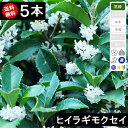 ヒイラギ 柊 植物図鑑 ボタニーク