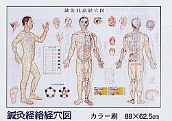鍼灸経絡系穴図 ﾎﾟｽﾀｰ