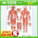 「検査」医道の日本社 人体解剖学チャート骨格筋 ポスター パネルなし(SR-116A)+さらに選べるおまけ付き