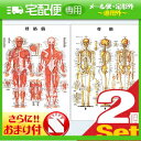 「検査」医道の日本社 人体解剖学チャート骨格筋 ポスター 2枚セット(骨格筋・骨格) パネルなし+さらに選べるおまけ付き