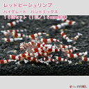 レッドビーシュリンプ ハイグレード バンドミックス 10匹セット(1匹/16mm前後)