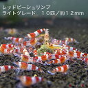 【創業21周年セール】レッドビーシュリンプ ライトグレード 10匹セット(1匹/12mm前後)