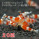 レッドビーシュリンプ ライトグレード 20匹セット(1匹/12mm前後)死着補償サービ