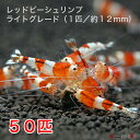 レッドビーシュリンプ ライトグレード 50匹セット(1匹/12mm前後)死着補償サービ
