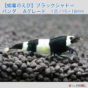 【蝦蟇のえび】ブラックシャドーシュリンプ パンダ Aグレード 1匹/15〜18mm