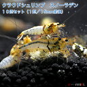 【創業21周年セール】クラウドシュリンプ スノーラデン 錦えび(10匹セット/1匹:約1.5cm)