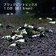 ブラックピントミックス 若親個体 10匹 (約15mm)