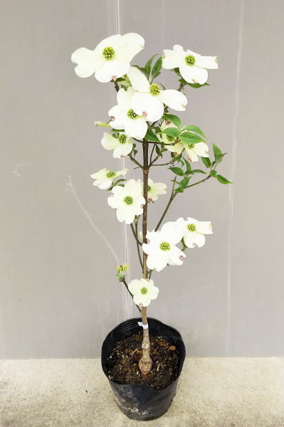 【ハナミズキ(白花）・クラウドナイン】　樹高0.8m 6号ポット苗