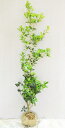 厄除け、縁起木として植えられる【柊(ヒイラギ)】 樹高1.5...