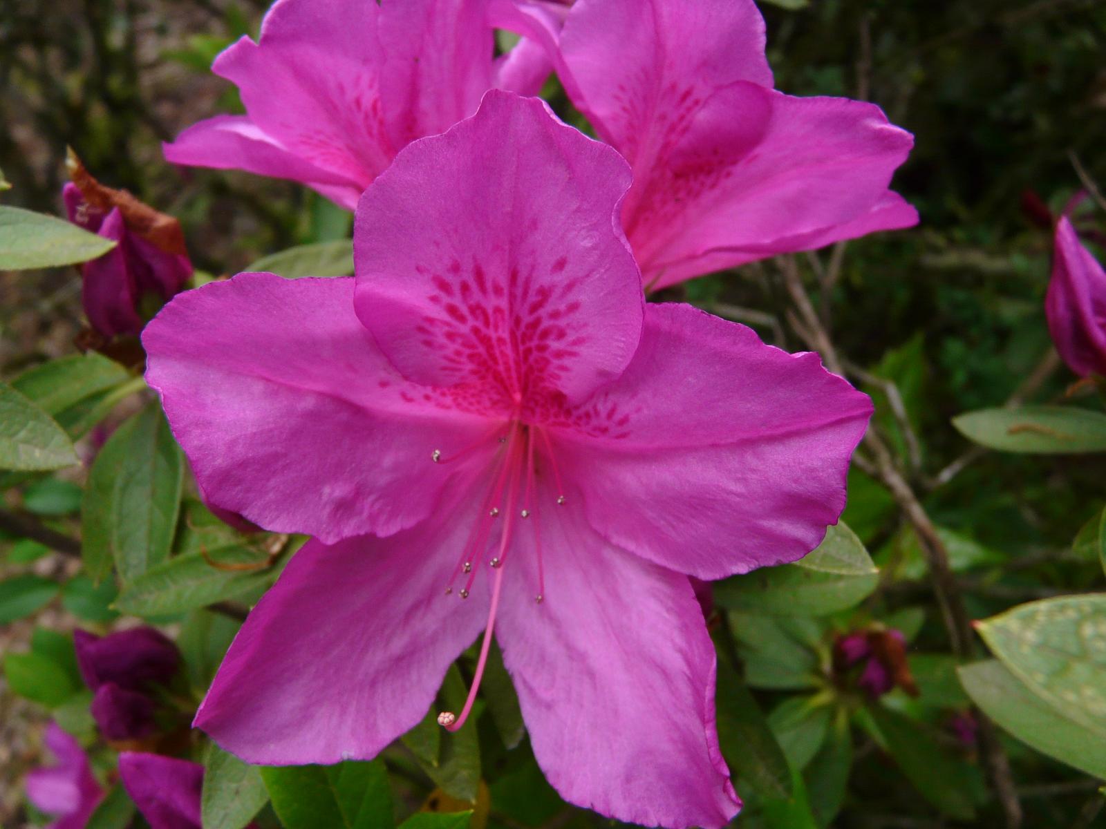 赤紫色の大輪の花【大紫つつじ（オオムラサキツツジ）】7号ポット　樹高0.9m前後