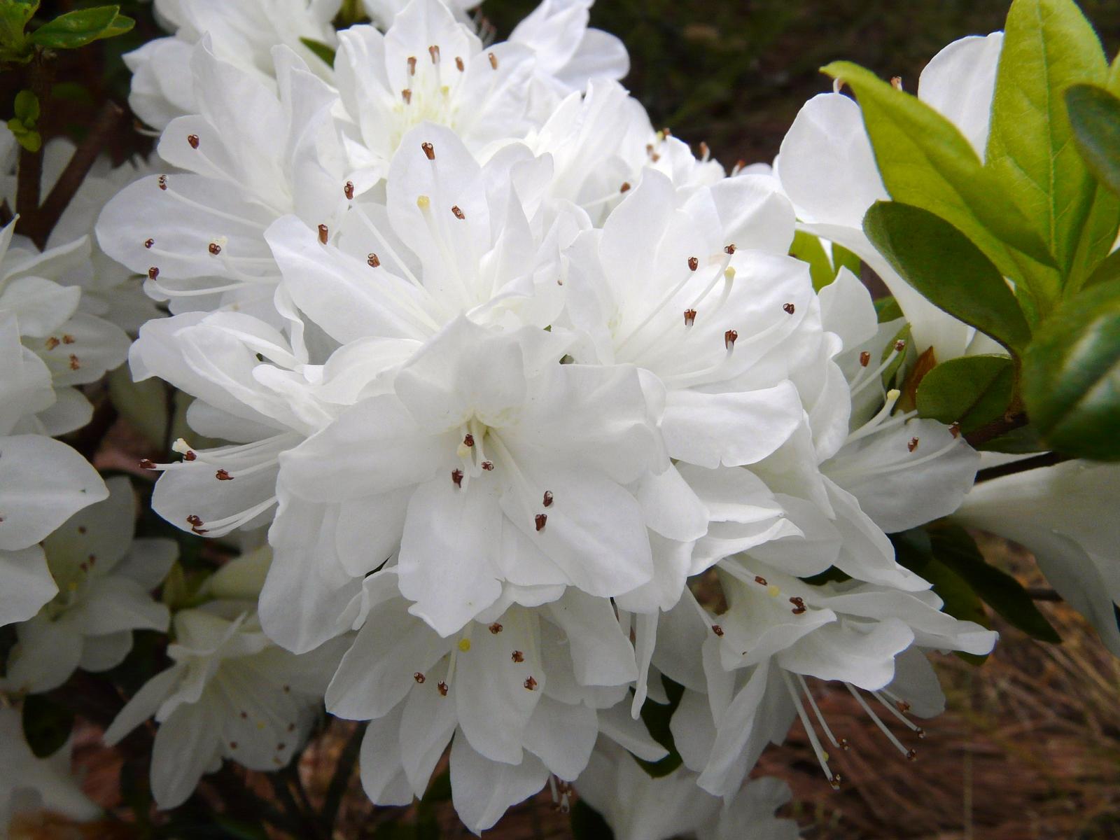 純白花の久留米つつじ（クルメツツジ）【暮れの雪（クレノユキ）】 根巻き苗 樹高30cm前後