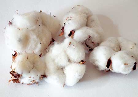 綿の実◆ドライフラワー