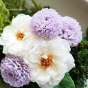 【送料無料】静かな時間の中で/紫苑・プリザーブドフラワー・お誕生日・お祝い・プレゼント・新築祝い・敬老の日静かな優しい花