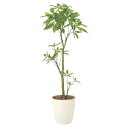 【2019年新商品】【送料無料】パキラ1.3 (造花) 高さ130cm 光触媒 (908A250)(店舗用品/光触媒 人工観葉植物・造花・フェイクグリーン/フロア(鉢型)用/125~160cm)