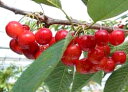 【送料無料】北海道産 さくらんぼ「紅秀峰」1kg(500g×2パック)【産直】【7月下旬発送開始】【冷蔵便】