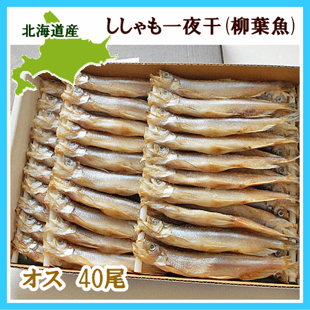 ししゃも オス (天然シシャモ) 40尾送料無料 北海道産 柳葉魚一夜干
