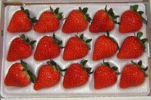 äꤷŤγγǡꡦ̣ɤͥʼ֤ۤΤפ򡢽ޤʤ褦˥ȥ졼˵ͤƤϤޤγ֤ۤΤ1ѥå300gL1520γ