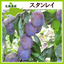 【送料無料】北海道産 プルーン(スタンレイ)生果実 1kg【9月下旬発送開始】【生産元直送】
