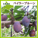 【送料無料】北海道産 プルーン(ベイラー)生果実 2kg【1...