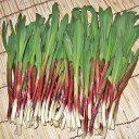 【送料込】北海道産 天然行者にんにく(ギョウジャニンニク)1...