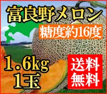 【送料無料】北海道産　富良野メロン1.6kg×1玉（秀品）【7月中旬発送開始】【常温便】【お中元】