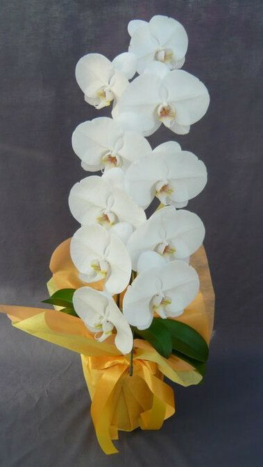 ľĳĶ 20OFFڤб_20OFFڤб_ۡڥåԥ̵¨ȯĢĳءå1Ωơ9ذʾ塡Źˤ۽ˤˤ뺧ˤʽˤǯ졦롦渵ꥹޥ