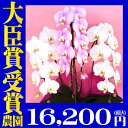 胡蝶蘭 白大輪 3本立ち30?33輪 ピンク 胡蝶蘭専門農家の生産直売です 豪華胡蝶蘭送料無料【あす楽対応】お祝い胡蝶蘭開店祝胡蝶蘭開院祝胡蝶蘭開業祝お供えお中元お歳暮内祝喜寿米寿卒寿還暦花ギフト胡蝶蘭ランキング胡蝶蘭