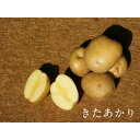 【きたあかり、アンデスレット詰め合わせ5kgセット】じゃがいも 自然栽培 無農薬 無肥料