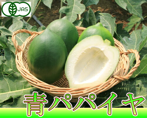 青パパイヤ (野菜) 2kg (沖縄県 熱帯資源植物研究所) 有機JAS 有機野菜 無農薬…...:sizensyoku21:10000825