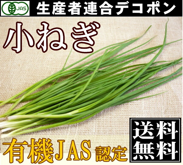 有機JAS　小ねぎ　50g×5袋(千葉県　生産者連合デコポン)無農薬野菜・送料無料・産地直…...:sizensyoku21:10001751