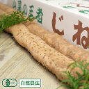 有機 贈答用 約1.2kg(1~3本) 有機JAS・自然農法 (熊本県 那須自然農園) 産地直送
