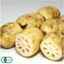 れんこん 5kg 有機JAS (佐賀県 中島農園) 産地直送