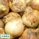 ¶Ì¤Í¤®10kg (¥µ¥¤¥ºº®¹çS¡ÁL)(ʼ¸Ë¸©Ã¸Ï©Åç ²Ö²¬ÇÀ·Ã±à)¼«Á³ÇÀË¡¤¿¤Þ¤Í¤® ÇÀÌôÉÔ»ÈÍѤ¿¤Þ¤Í¤® ̵ÈîÎÁºÏÇÝ Á÷ÎÁ̵ÎÁ »ºÃÏľÁ÷