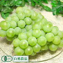 「予約商品」ナイアガラ 2kg×2箱 (山形県 稲泉農園) 自然農法 農薬不使用 ぶどう 送料無料 産地直送 P20Aug16