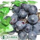 【予約商品】 ぶどう ブラックオリンピア 1kg 自然農法 (山形県 稲泉農園) 産地直送