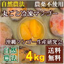 【訳あり・加工用】 丸ごと冷凍マンゴー 4kg 自然農法 (沖縄県 沖縄マンゴー生産研究会)