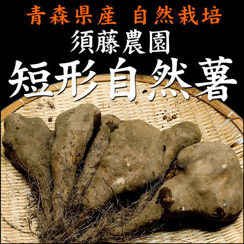 短形自然薯(土付き)　5kg(青森県　須藤農園)自然栽培　無農薬じねんじょ・産地直送・送料…...:sizensyoku21:10000249