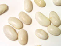白インゲン豆　500g×2　無農薬(化学合成農薬)不使用栽培　(メール便不可)