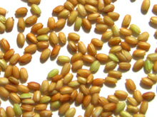 ★22年　国内産　有機栽培・オーガニック赤米　送料無料　業務用　大袋　30kg取り寄せのため、有機農家欠品の場合は次回収穫時になります。