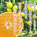 【送料コミコミ】あまり美味しくない可愛そうな完熟みかん10kg(小玉〜中玉サイズ) 【送料コミコミ】あまり美味しくない可愛そうな完熟みかん10kg(小玉〜中玉サイズ)