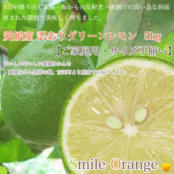 送料無料 愛媛産 訳あり グリーンレモン 5kg【ノーワックス】【防腐剤不使用】【ご家庭用・サイズ不揃い】 ランキングお取り寄せ