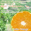 【ご予約開始♪9月中旬頃〜発送予定】愛媛県産 訳ありプチ極早生みかん 5kg【沖縄・一部離島送料別】