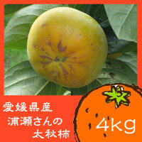 【ご予約開始♪送料無料】愛媛県産　浦瀬さんの太秋柿　約4kg