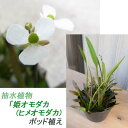 趣味: めだか 飼育にお勧め♪ 小型の抽...