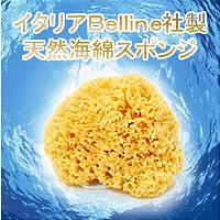 【代引料無料】天然海綿ハニコム種（16cm）