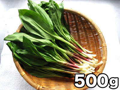 北海道産 行者にんにく（アイヌネギ）【生冷蔵】500g　日時...