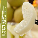 《送料無料》二十世紀梨 鳥取県産20世紀梨5.0kg(14-18玉)