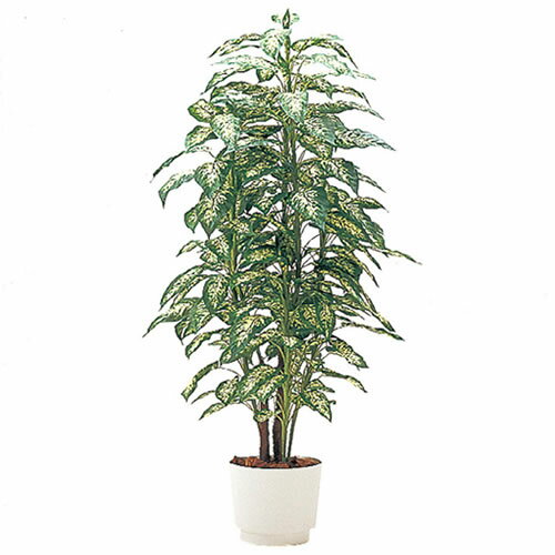 ̵ITOKIʥȡ˥ʿ͹ڡ˥ǥեХ H150cm ڼءա smtb-kۡw3